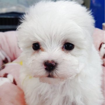 マルチーズ【埼玉県・男の子・2025年10月13日・ホワイト】の写真「🎄クリスマスをご一緒に🎁」