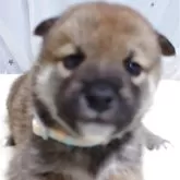 柴犬(標準サイズ)