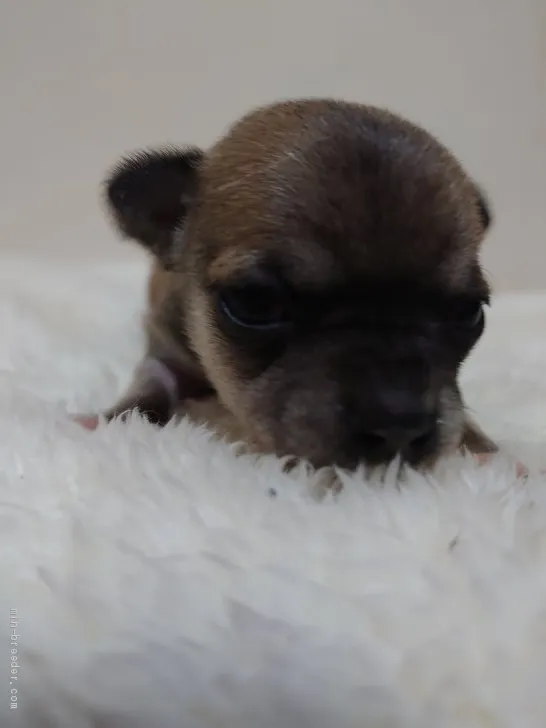 ID：2102-02128の子犬