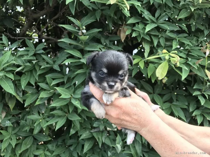 ID：1709-01484の子犬