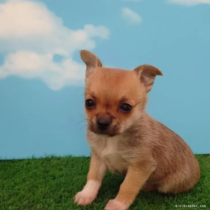 ID：2302-04275の子犬