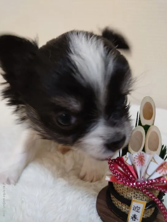 ID：2012-02075の子犬