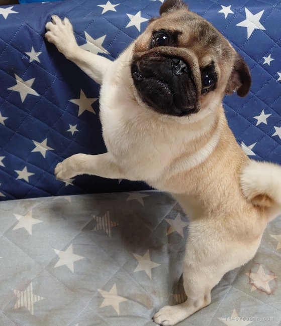 パグ【・男の子・2023年11月1日・フォーン】