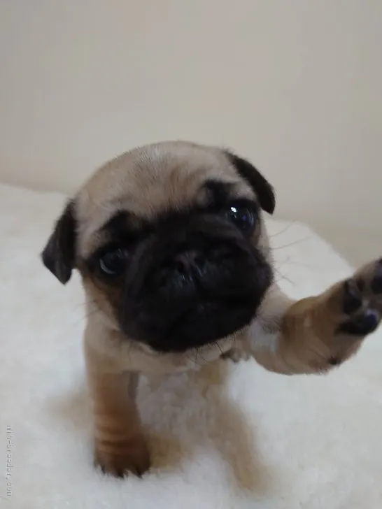 ID：2004-01119の子犬