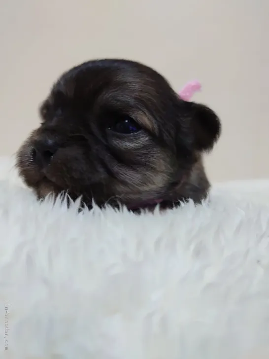 ID：2102-02126の子犬