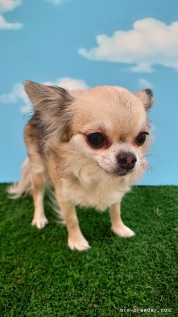 チワワ(ロング)【・女の子・2020年4月14日・フォーン】