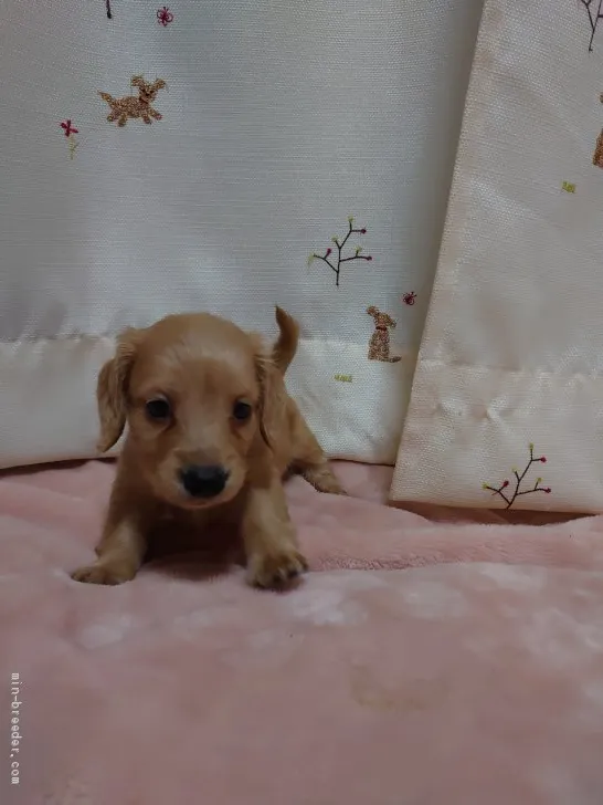 ID：2007-01756の子犬