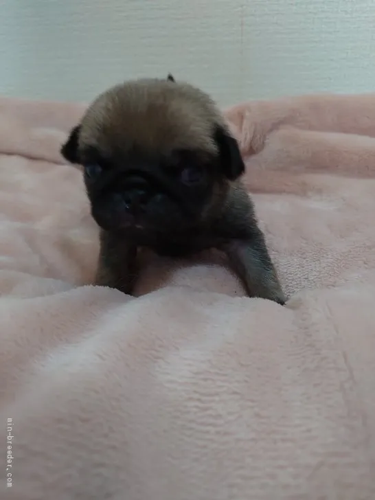 ID：2006-03320の子犬