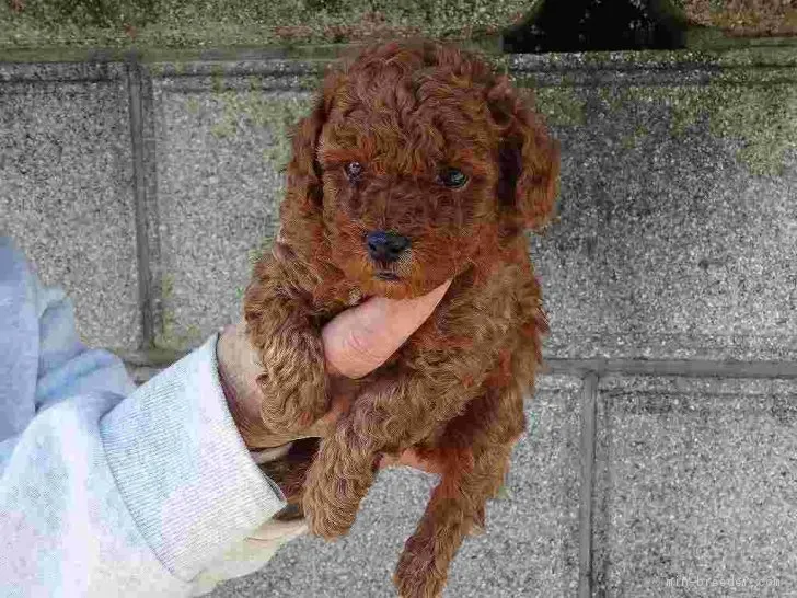 ID：1803-02733の子犬