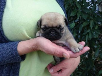 パグ【埼玉県・女の子・2016年12月20日・フォーン】の写真「パパはINT-CH,ママはCHです」