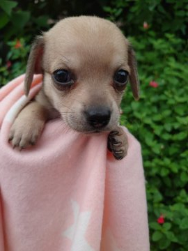 ミックス(ミニチュアダックス×チワワ)【埼玉県・男の子・2020年6月15日・フォーン】の写真「♡1ヶ月になりました♡」