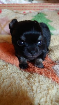 チワワ(スムース)【埼玉県・男の子・2022年1月7日・ブラック&タン】の写真「☆はじめまして☆」