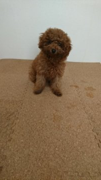 トイプードル(トイ)【埼玉県・女の子・2019年6月25日・アプリコット】の写真「とってもかわいいです💕」