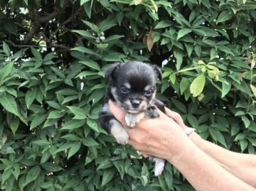 チワワ(ロング)【埼玉県・男の子・2017年8月16日・ブラック&タン】の写真「元気な男の子です」
