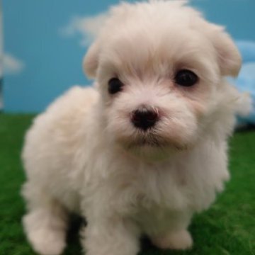 マルチーズ【埼玉県・女の子・2023年4月25日・ホワイト】の写真「💕ちょぴりオトナになりました💕」