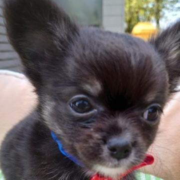 チワワ(ロング)【埼玉県・男の子・2022年5月15日・ブラックタン】の写真「☆よろしくお願いしましゅ☆」