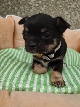 チワワ(スムース)【埼玉県・女の子・2020年4月14日・ブラック タン】の写真「🍀1ヶ月になりました」