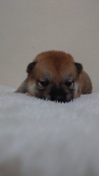 柴犬(標準サイズ)【埼玉県・男の子・2022年5月5日・赤】の写真「♡はじめましてでしゅ♡」