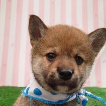 柴犬(標準サイズ)【埼玉県・男の子・2023年2月20日・赤】の写真「☆こななちゅわん☆彡」