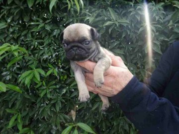 パグ【埼玉県・女の子・2018年2月11日・フォーン】の写真「パパはINT-CH,ママはCHです」