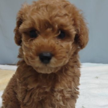 トイプードル(トイ)【埼玉県・男の子・2024年1月15日・アプリコット】の写真「🍀よろしくお願いします🍀」