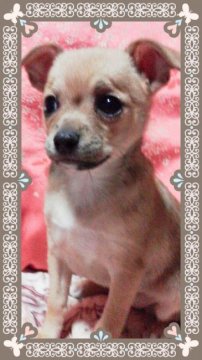 チワワ(スムース)【埼玉県・女の子・2016年10月19日・フォーン】の写真「」