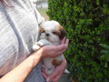 シーズー【埼玉県・男の子・2017年1月6日・ゴールド&ホワイト】の写真「人懐こい子です」