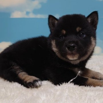 柴犬(標準サイズ)【埼玉県・男の子・2024年1月15日・黒】の写真「☆よろしくお願いします☆彡」