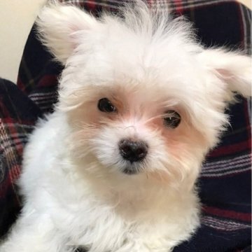マルチーズ【埼玉県・男の子・2024年7月15日・ホワイト】の写真「🥰甘えんBoy💕」