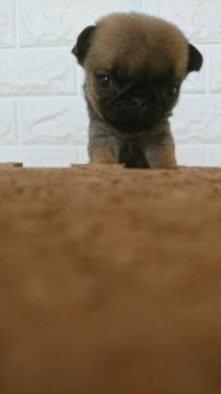 パグ【埼玉県・女の子・2019年7月7日・フォーン】の写真「ちょっぴり大きくなったよ💕」