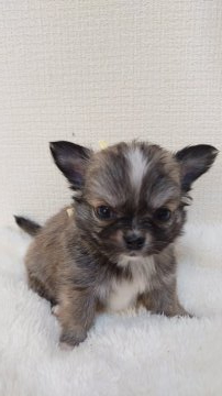 チワワ(ロング)【埼玉県・男の子・2022年1月21日・チョコ&ホワイト】の写真「♡よろしくお願いしましゅ♡」