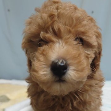 トイプードル(トイ)【埼玉県・男の子・2024年1月15日・アプリコット】の写真「🍀よろしくお願いします🍀」