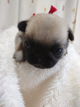 パグ【埼玉県・女の子・2020年8月20日・フォーン】の写真「♡はじめましてでしゅ♡」