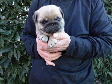 パグ【埼玉県・女の子・2016年12月20日・フォーン】の写真「パパはINT-CH,ママはCHです」