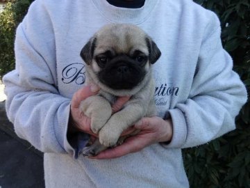 パグ【埼玉県・男の子・2016年12月16日・フォーン】の写真「パパはINT-CH,ママはCHです」