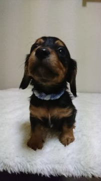 ミニチュアダックスフンド(ロング)【埼玉県・男の子・2019年10月10日・ブラック タン】の写真「ちょっぴり大きくなったです💕」