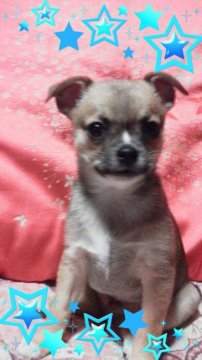 チワワ(スムース)【埼玉県・男の子・2016年10月19日・フォーン】の写真「」