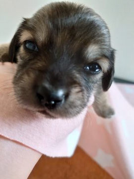 ミックス(ミニチュアダックス×チワワ)【埼玉県・男の子・2020年6月15日・チョコ】の写真「♡はじめましてでしゅ♡」