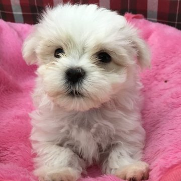 マルチーズ【埼玉県・男の子・2024年7月15日・ホワイト】の写真「💕３頭限定スペシャルプライス💕」