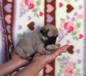 パグ【埼玉県・女の子・2016年4月9日・フォーン】の写真「パパはインターチャンピオン、ママはチャンピオンです」