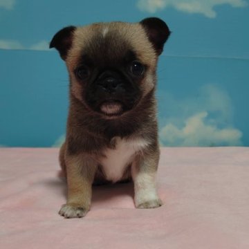 チワワ(ロング)【埼玉県・女の子・2024年1月11日・フォーン】の写真「💕よろしくお願いします💕」