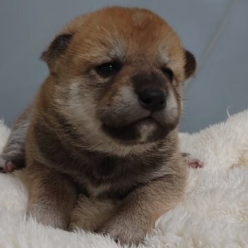 柴犬(標準サイズ)【埼玉県・男の子・2024年3月15日・赤】の写真「☆始めましてです☆」