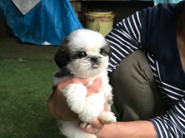 シーズー【埼玉県・男の子・2017年9月8日・ホワイト&ゴールド】の写真「パパはチャンピオンです。」