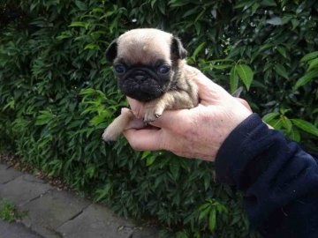 パグ【埼玉県・女の子・2018年2月11日・フォーン】の写真「パパはINT-CH,ママはCHです」