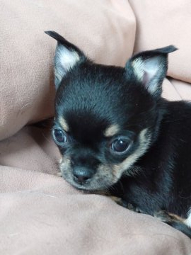 チワワ(スムース)【埼玉県・女の子・2020年4月14日・ブラック タン】の写真「こんにちはでしゅ💕」