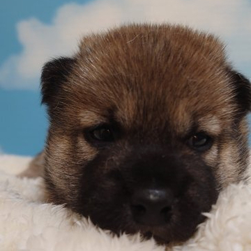 柴犬(標準サイズ)【埼玉県・男の子・2022年8月24日・赤】の写真「☆初めましてです☆」