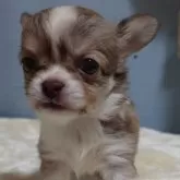 チワワ(ロング)【埼玉県・女の子・2024年8月20日・レッド&ホワイト】の写真1