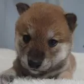 柴犬(標準サイズ)【埼玉県・女の子・2024年3月15日・赤】の写真1