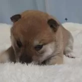 柴犬(標準サイズ)【埼玉県・女の子・2024年3月15日・赤】の写真3