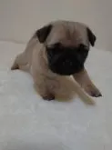 パグ【埼玉県・女の子・2020年3月24日・フォーン】の写真3